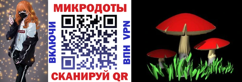 omg tor  Нелидово  Галлюциногенные грибы мицелий 